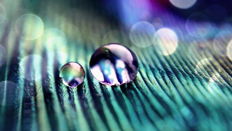 Water Droplets on Feather — Green