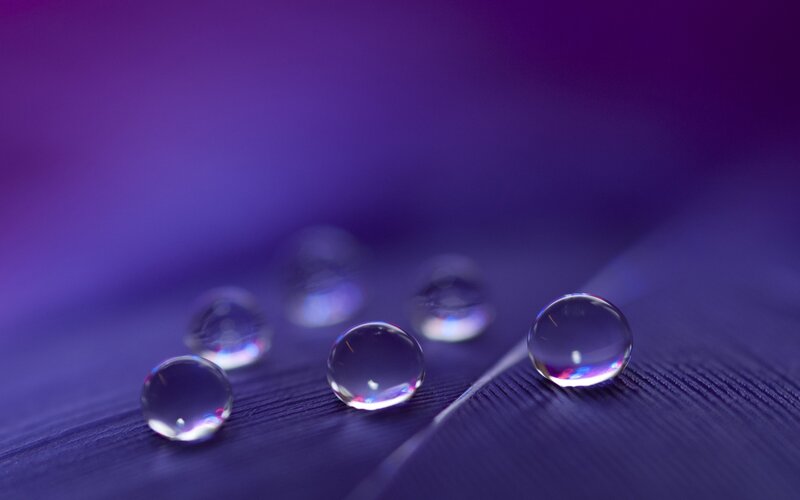 Water Droplets on Feather — Purple