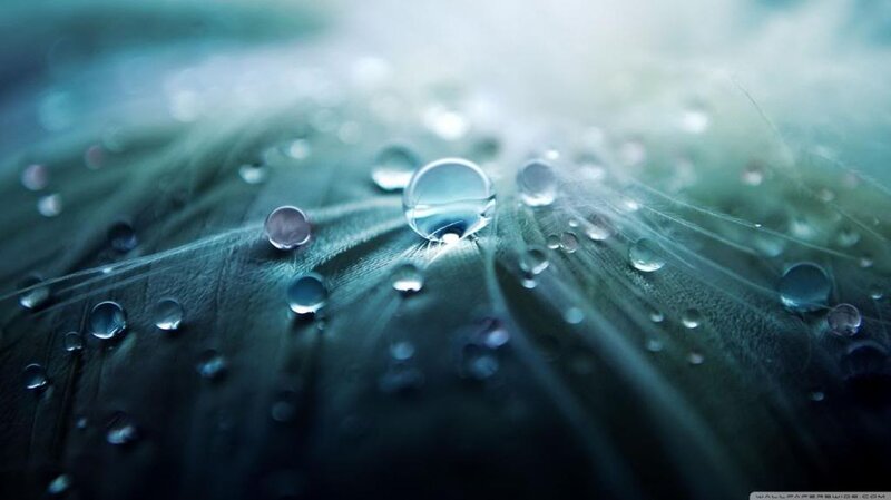 Water Droplets on Feather