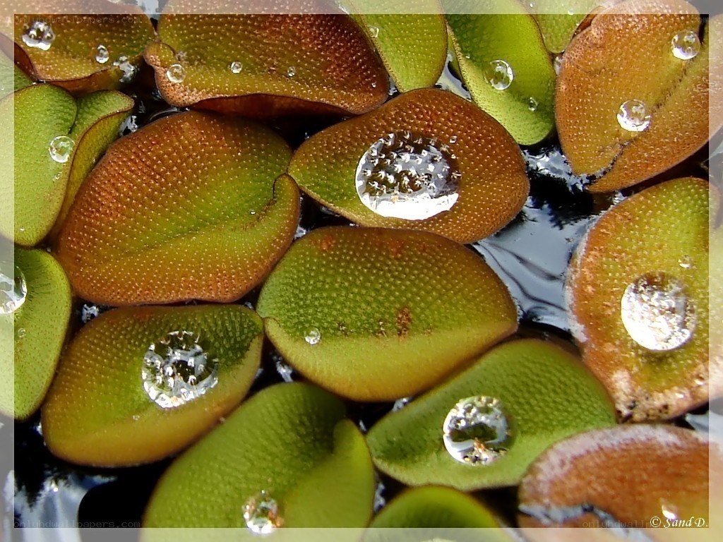 Water droplets on floating leaves