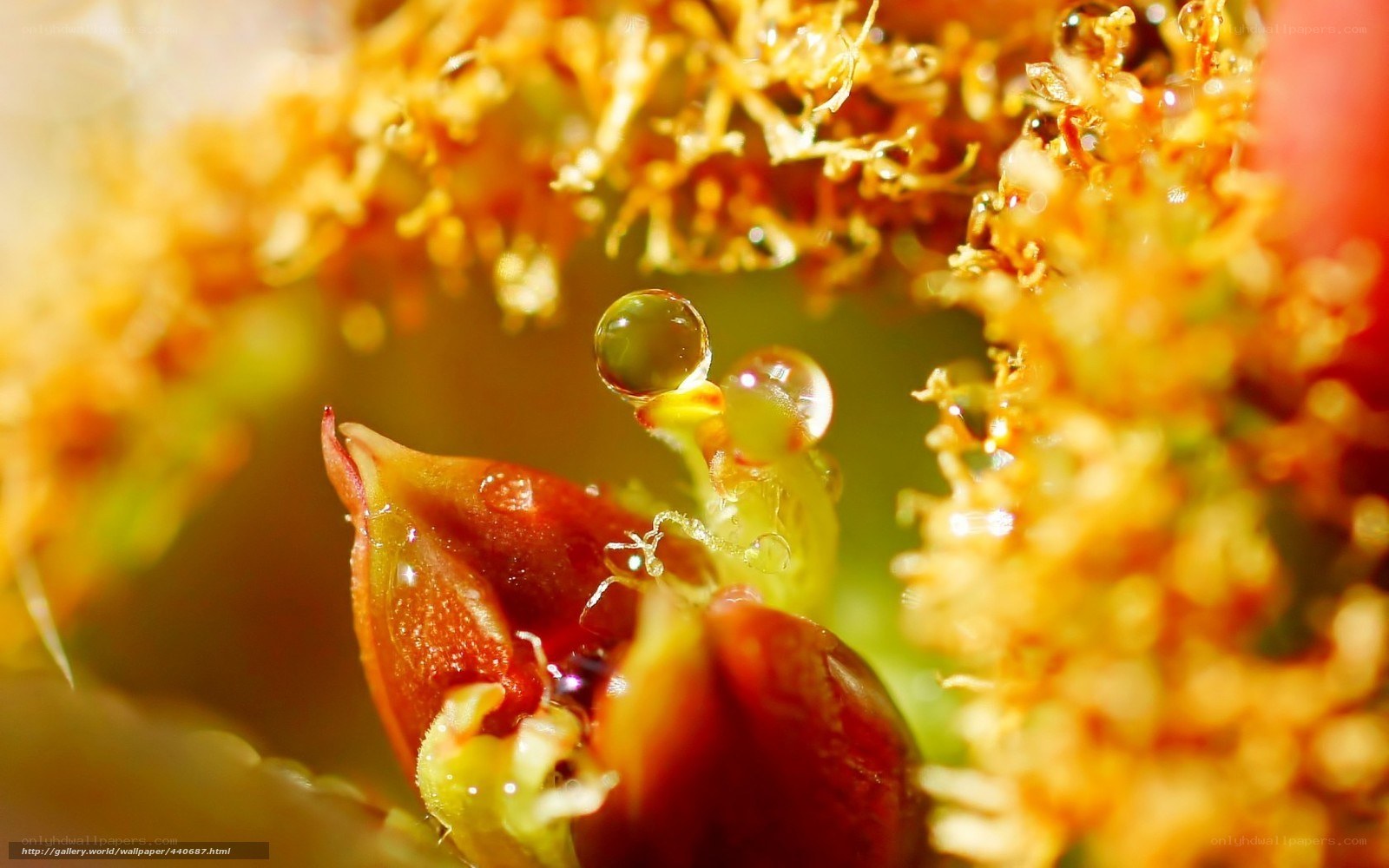Water droplets on flower bud