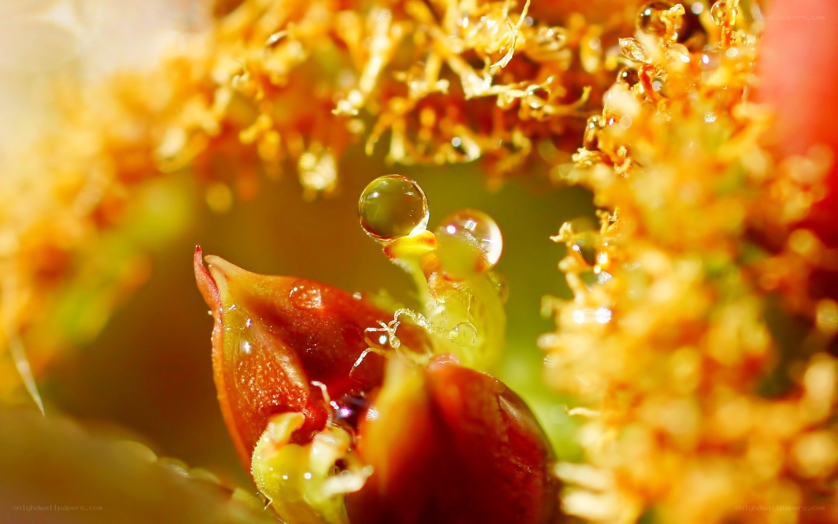 Water droplets on flower bud