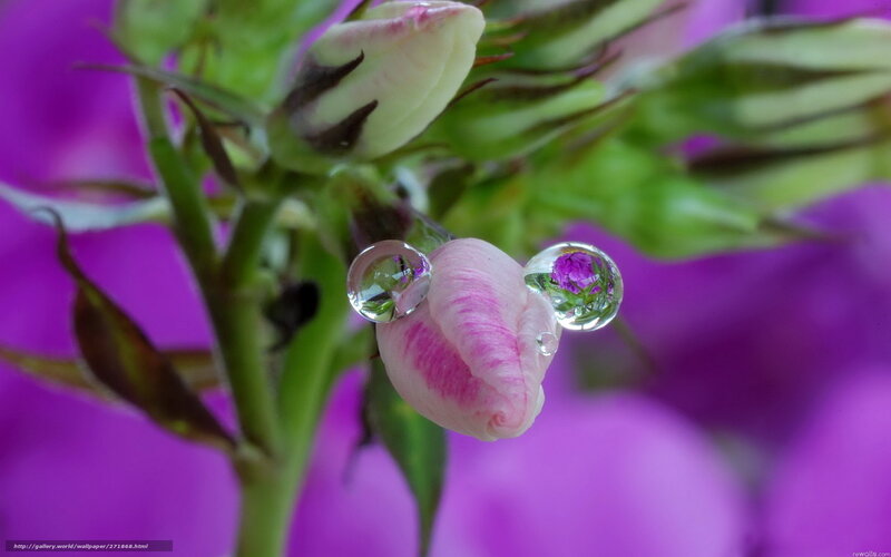 Water droplets on flower buds