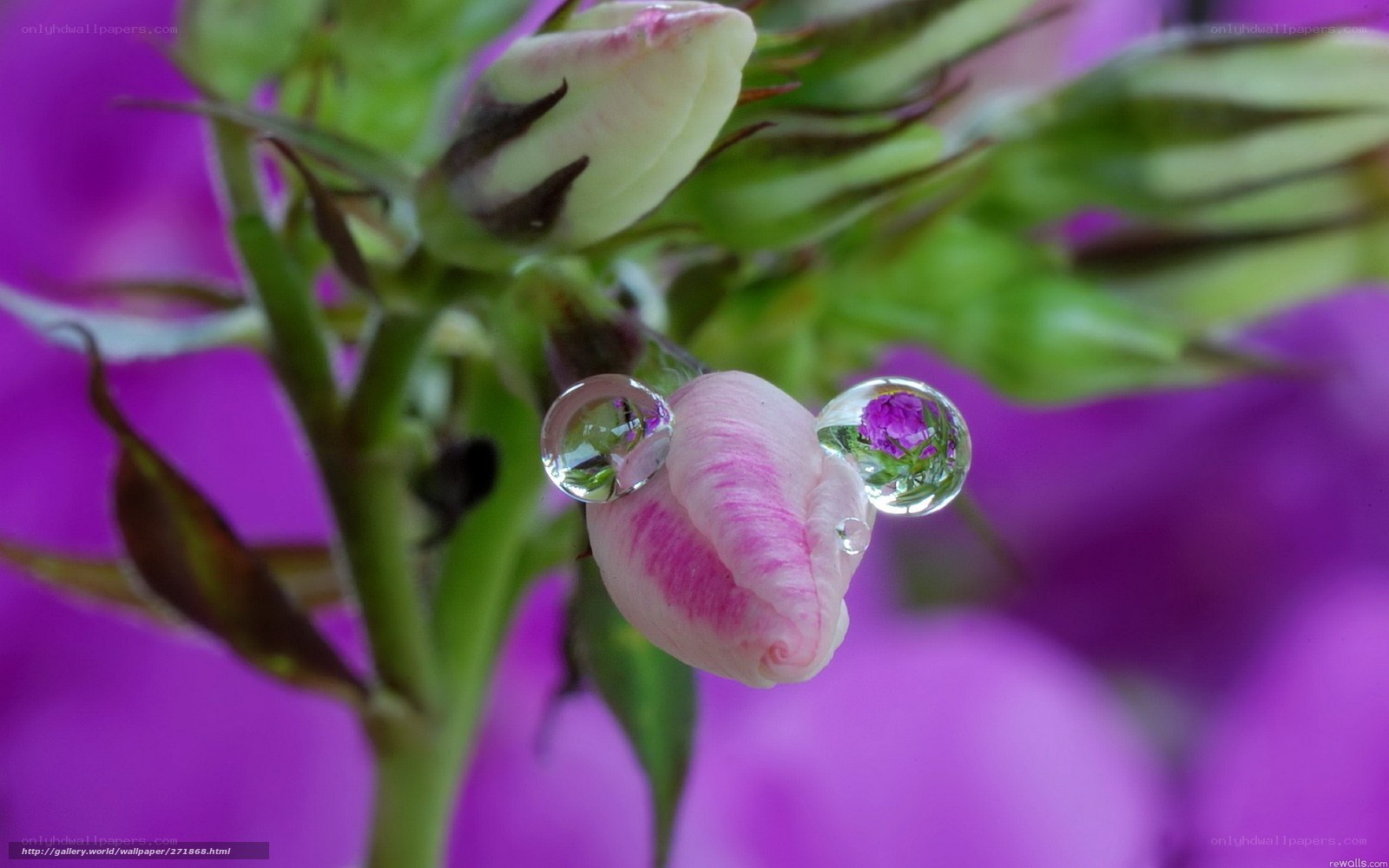 Water droplets on flower buds