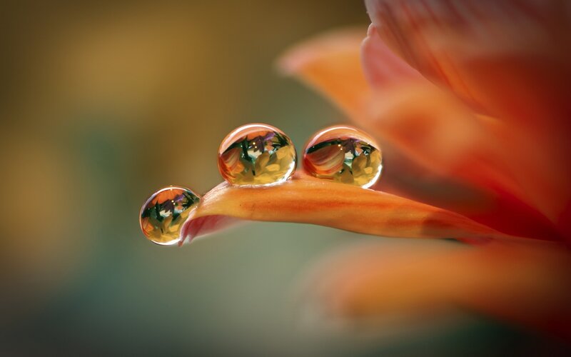 Water droplets on flower petal