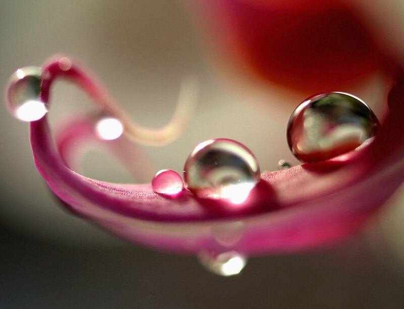Water Droplets on Flower Petal — Pink, Serene