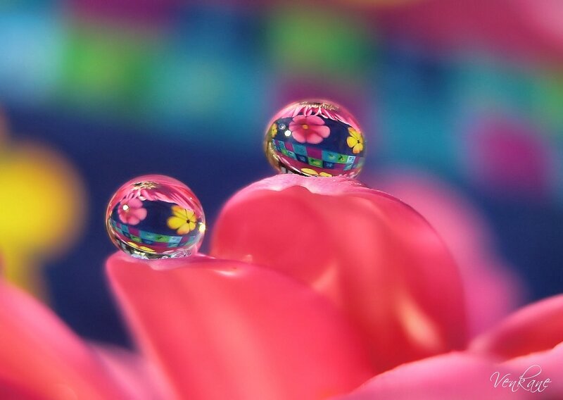 Water Droplets on Flower Petal — Pink