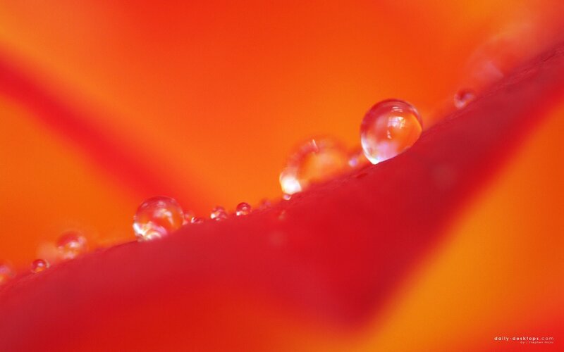 Water Droplets on Flower Petal — Red
