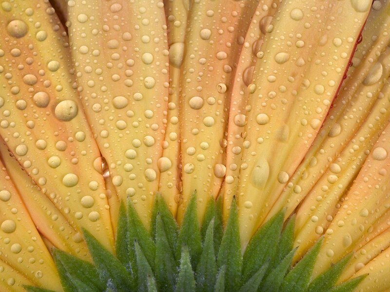 Water droplets on flower petals