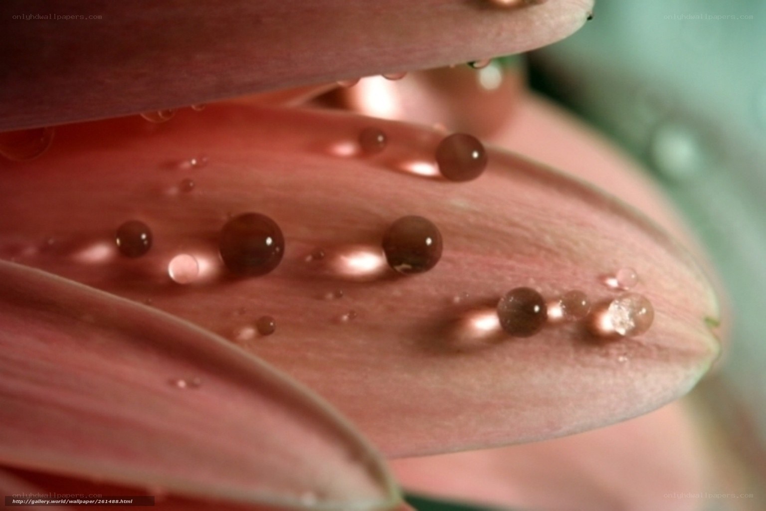 Water droplets on flower petals