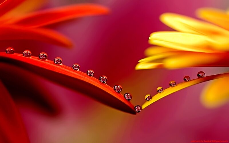 Water droplets on flower petals