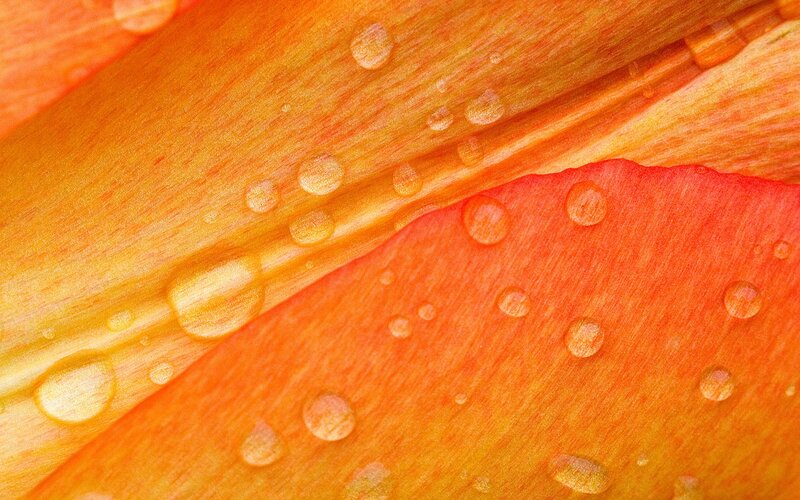 Water droplets on flower petals