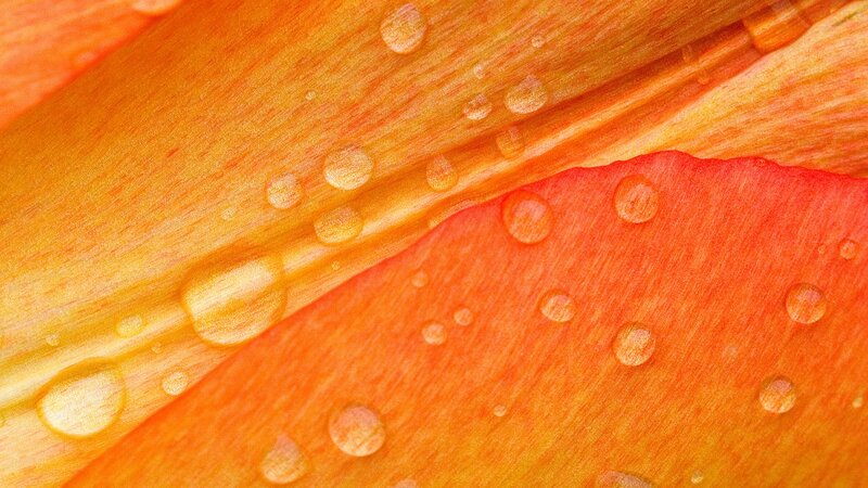 Water droplets on flower petals