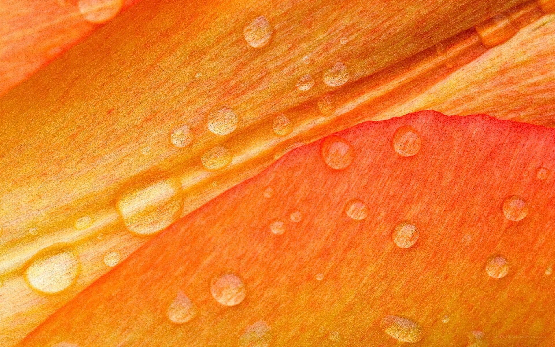 Water droplets on flower petals