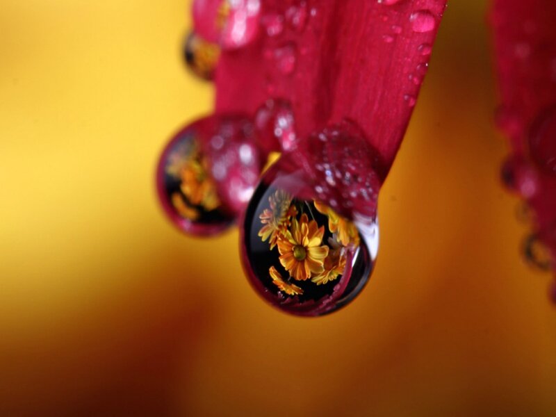 Water Droplets on Flower