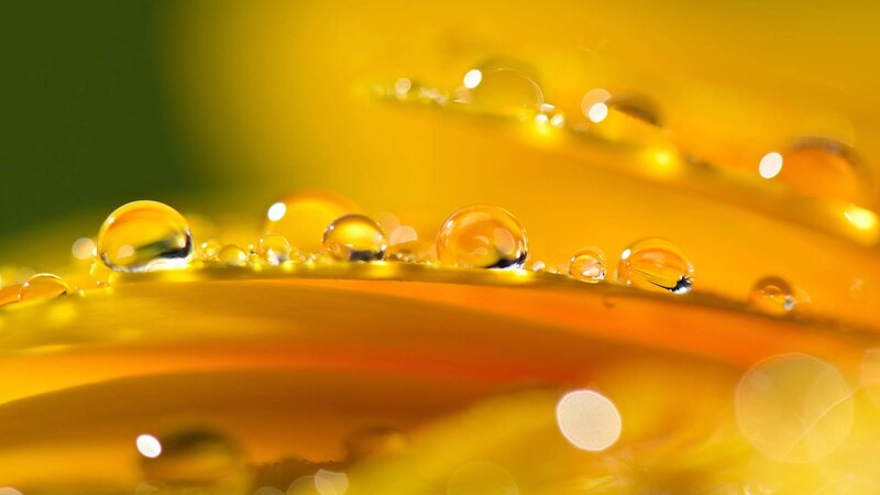 Water Droplets on Flower — Yellow