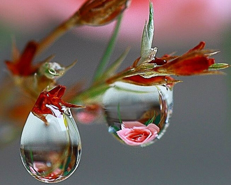 Water Droplets on Flowers — Pink