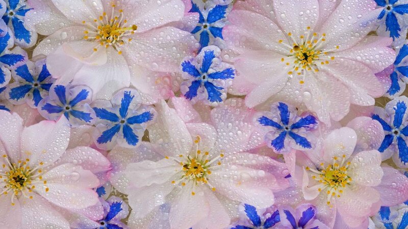 Water droplets on flowers