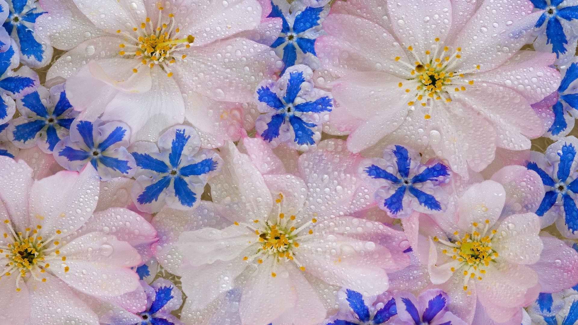 Water droplets on flowers