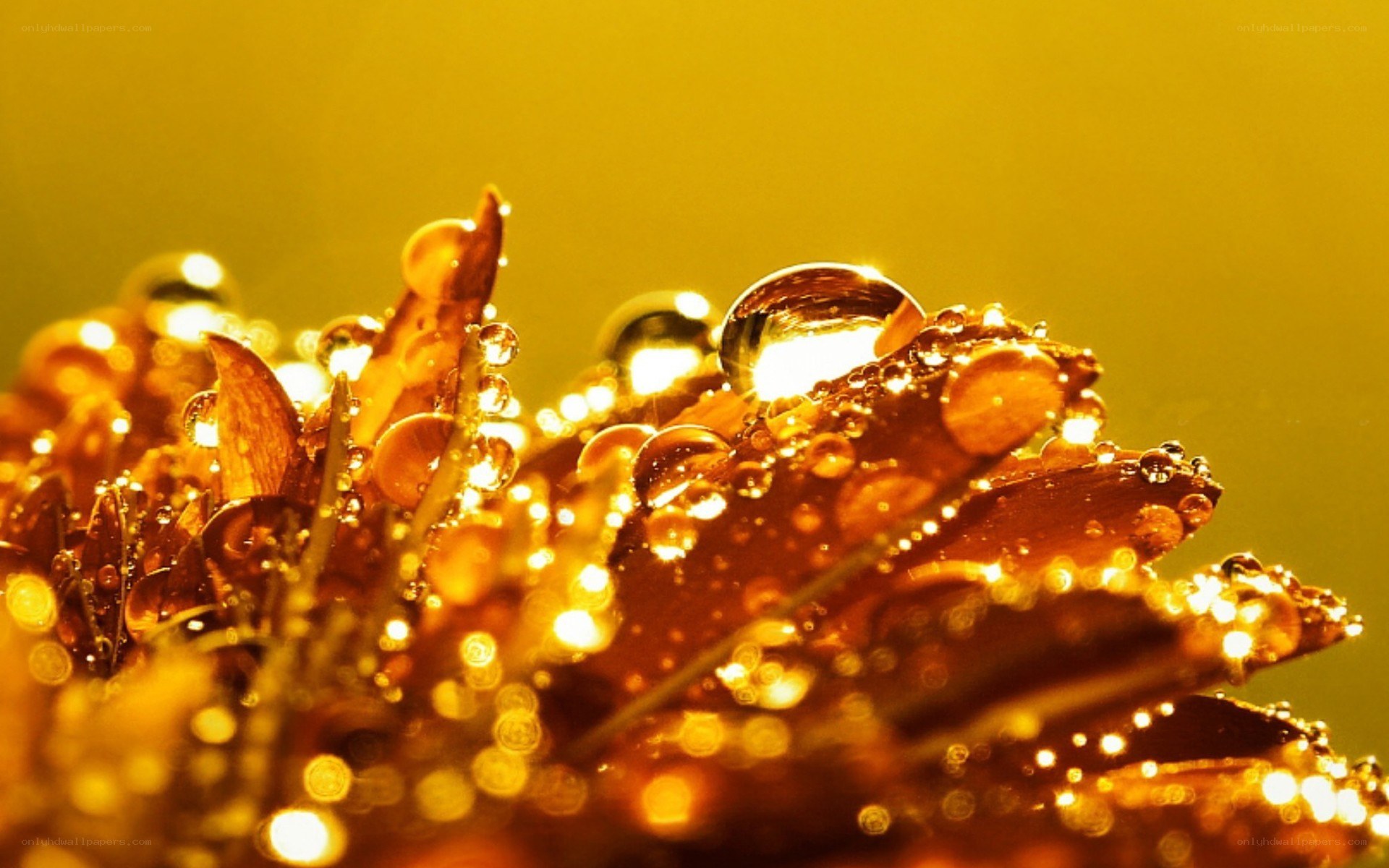 Water droplets on golden leaves