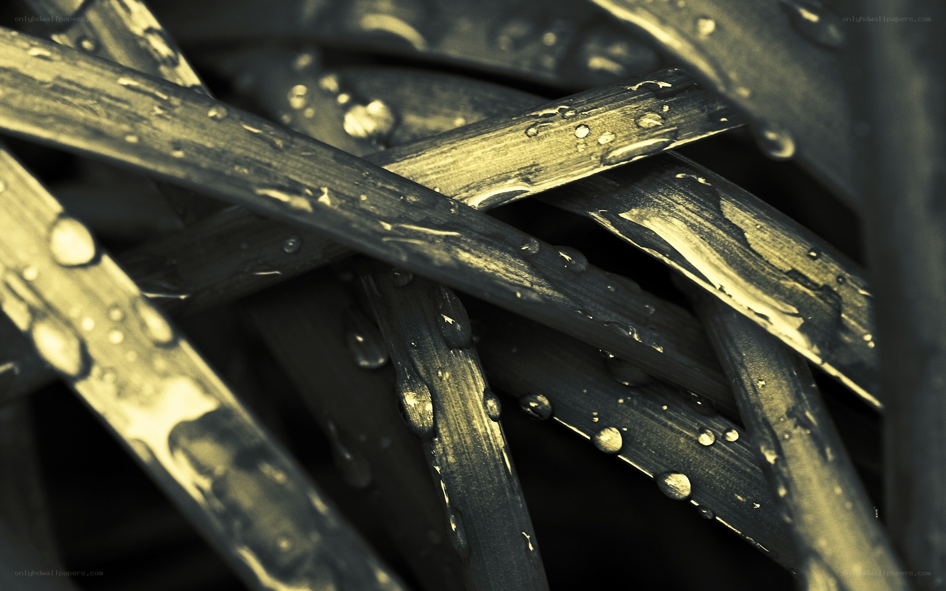 Water droplets on grass blades