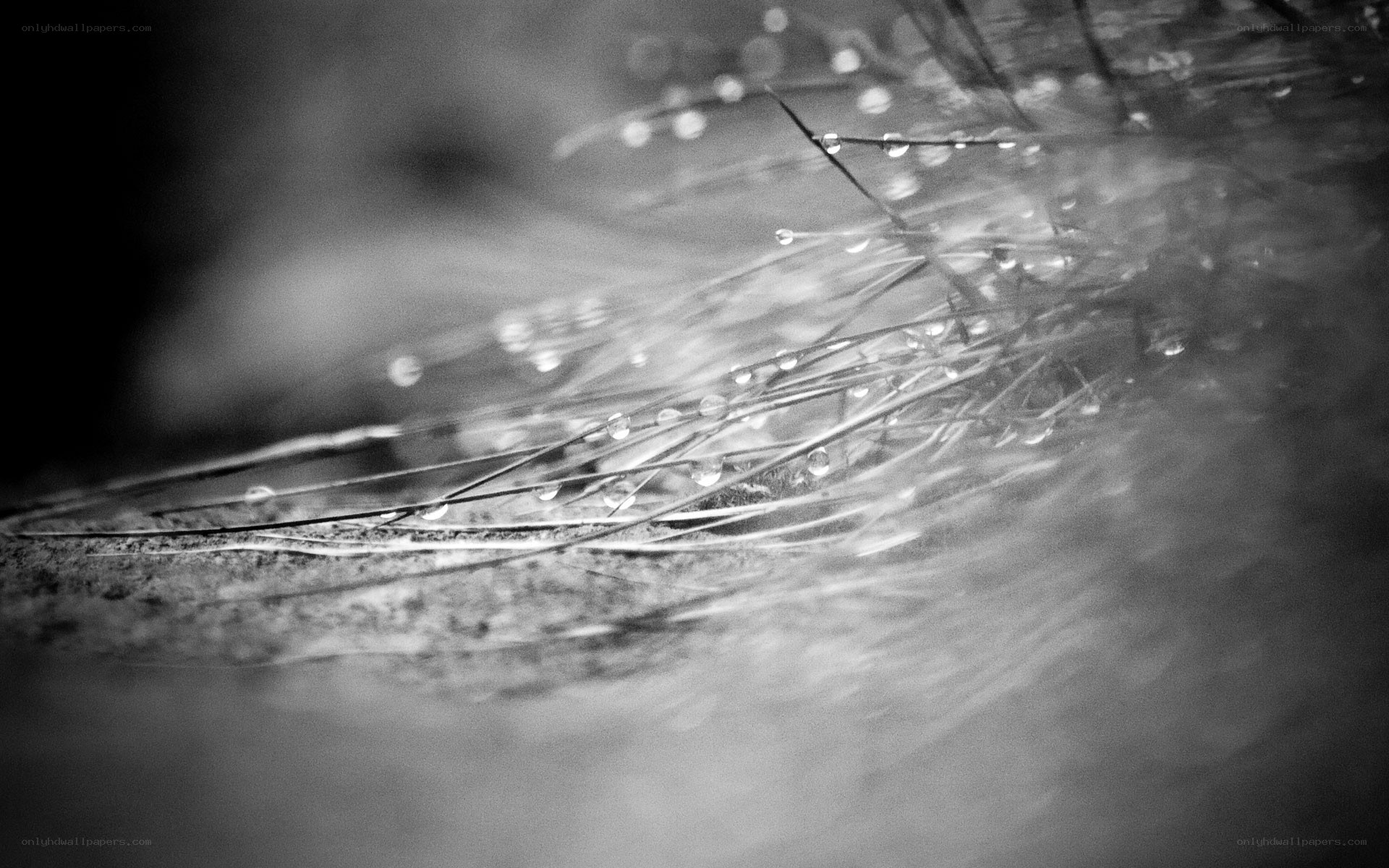 Water droplets on grass blades