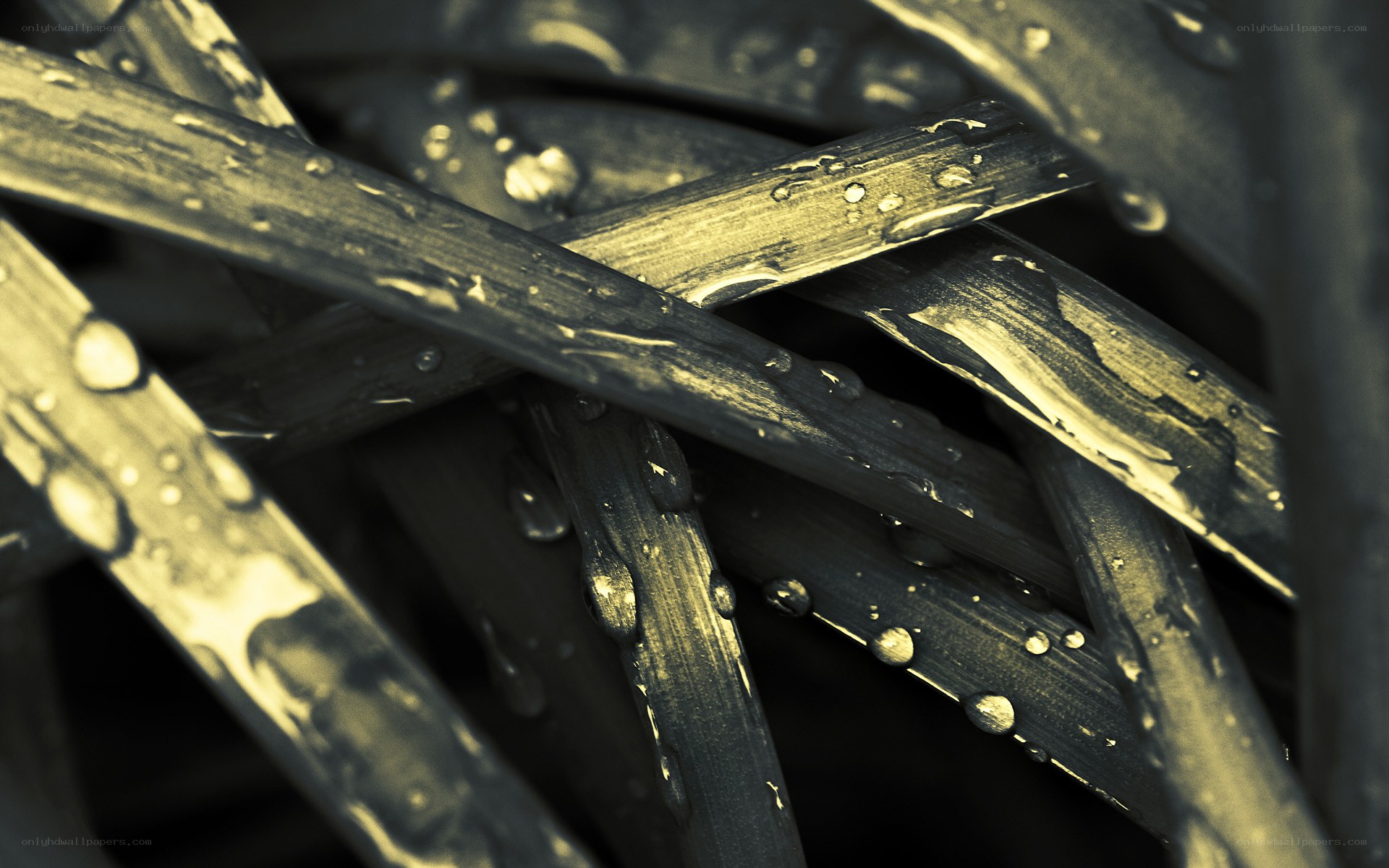 Water droplets on grass blades