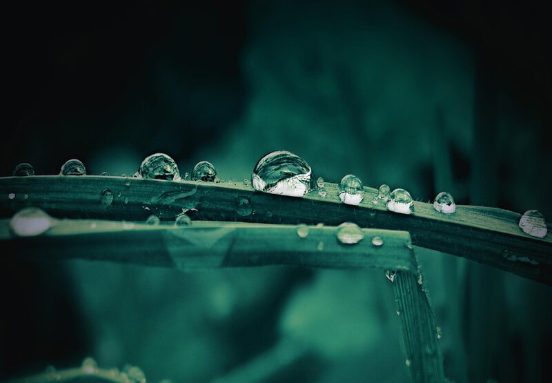 Water Droplets on Grass — Green, Calm