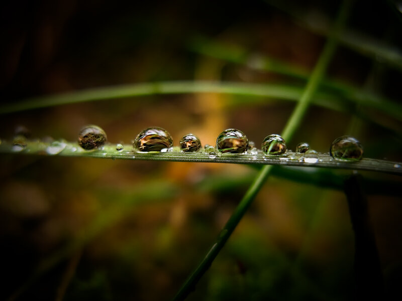 Water Droplets on Grass — Green, Serene, Morning, Photograph, Brown