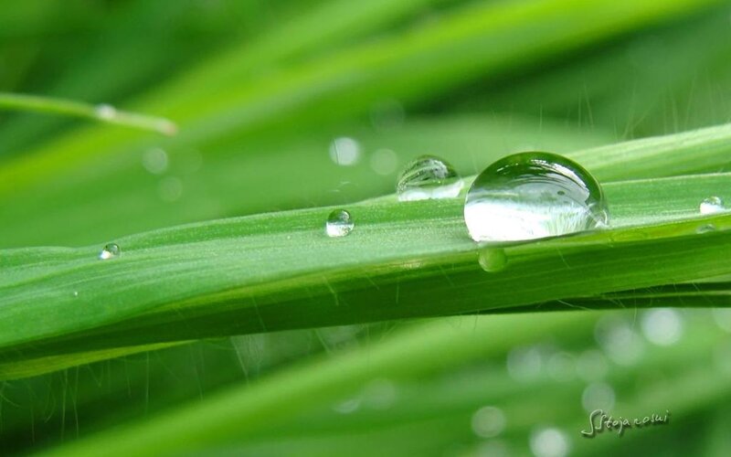 Water Droplets on Grass — Green, Serene, Morning, Photograph, Droplet