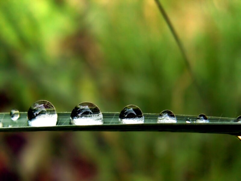 Water Droplets on Grass — Green, Serene