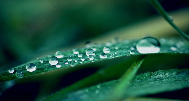 Water Droplets on Grass — Green