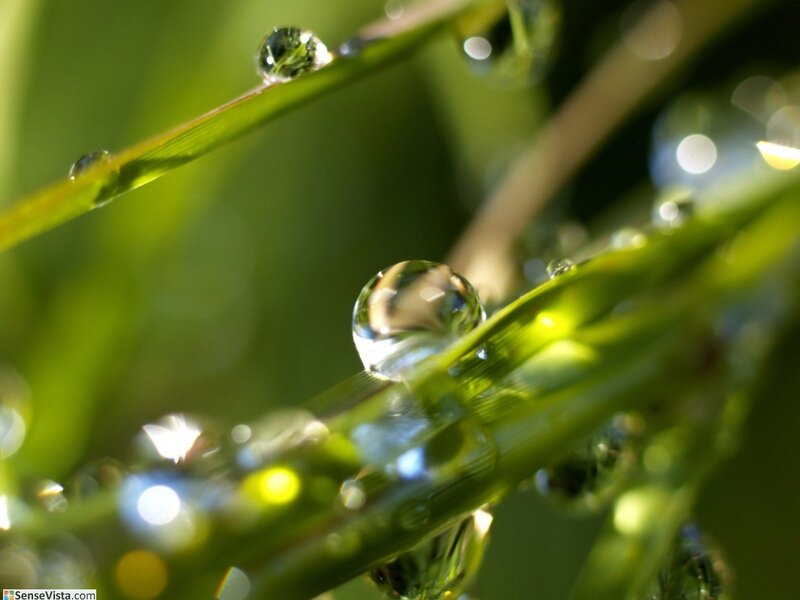 Water Droplets on Grass — Serene, Sunlight