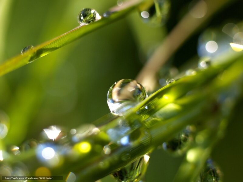 Water Droplets on Grass