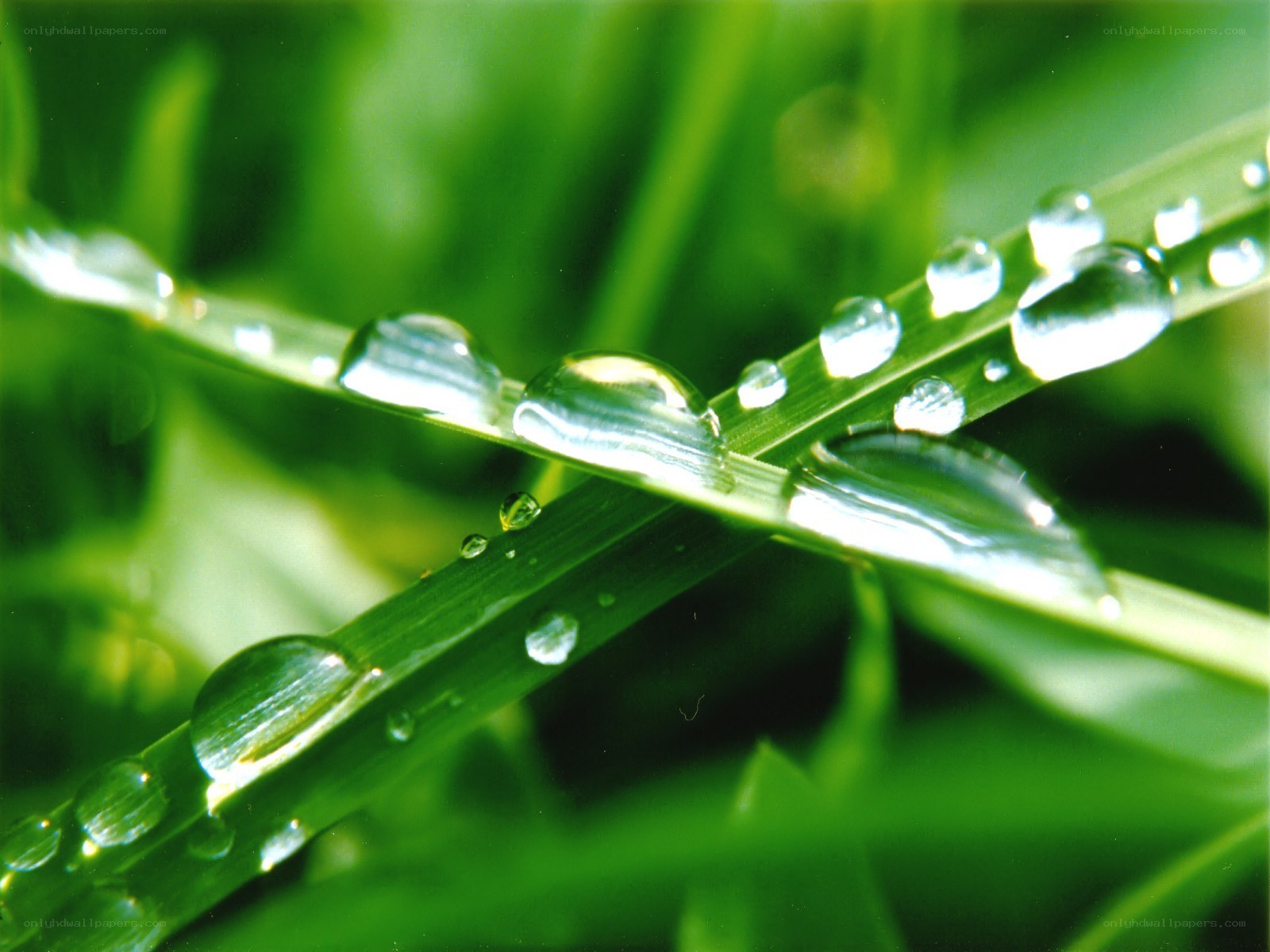 Water droplets on green grass