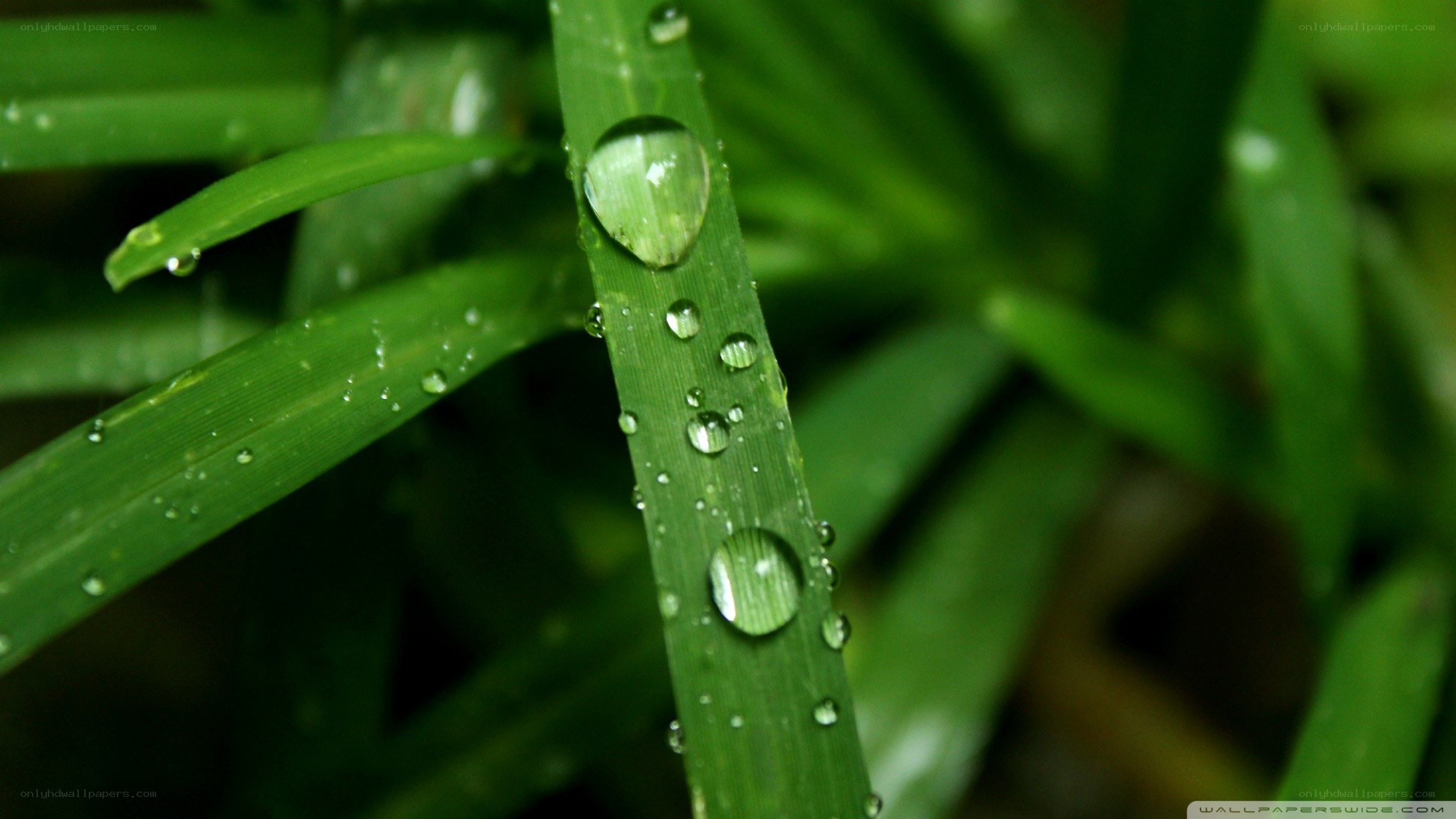 Water droplets on green grass