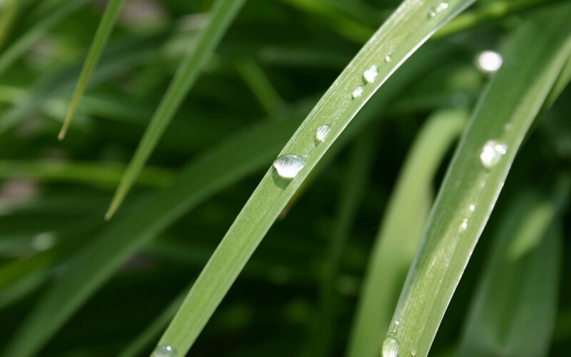 Water droplets on green grass