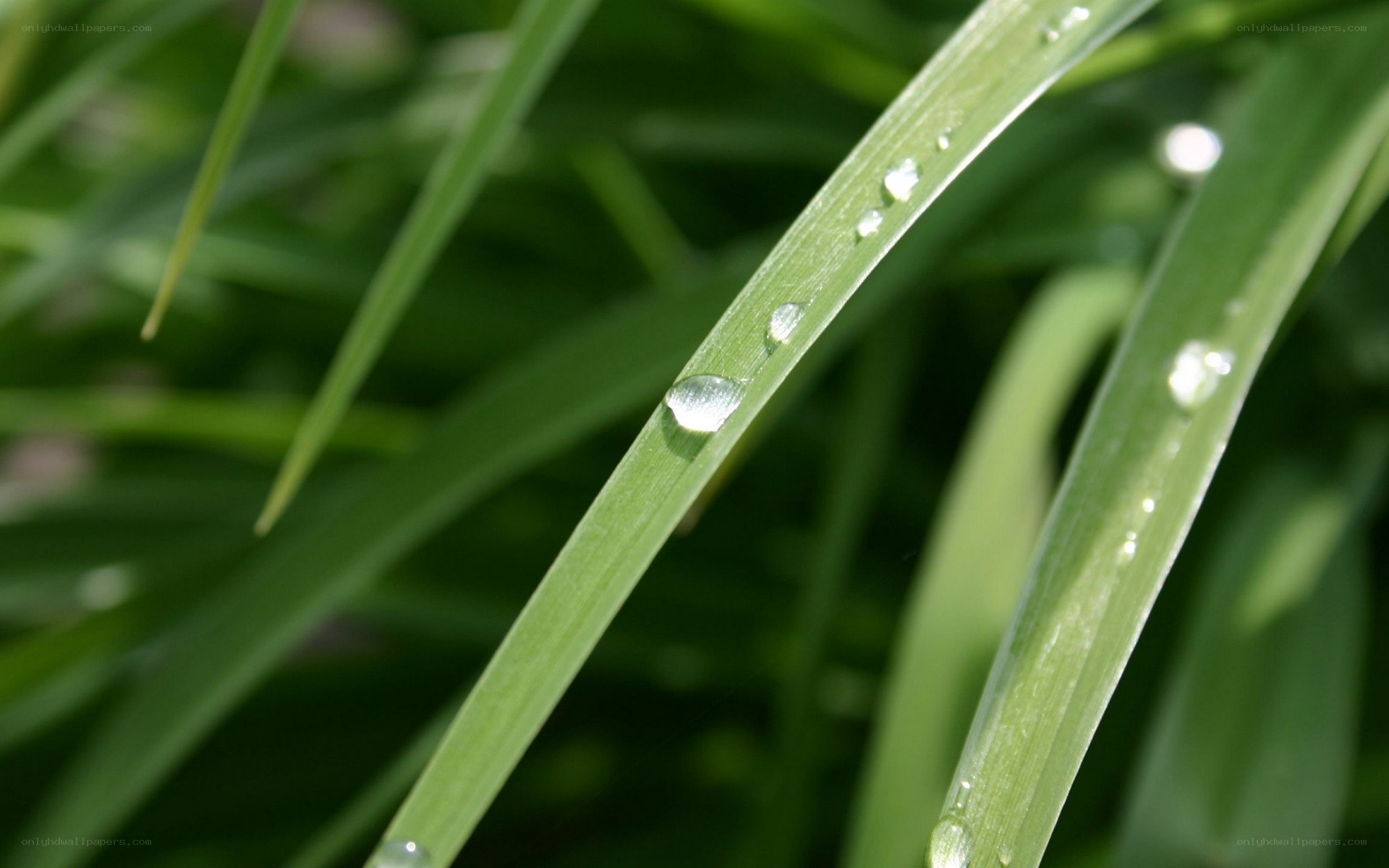 Water droplets on green grass