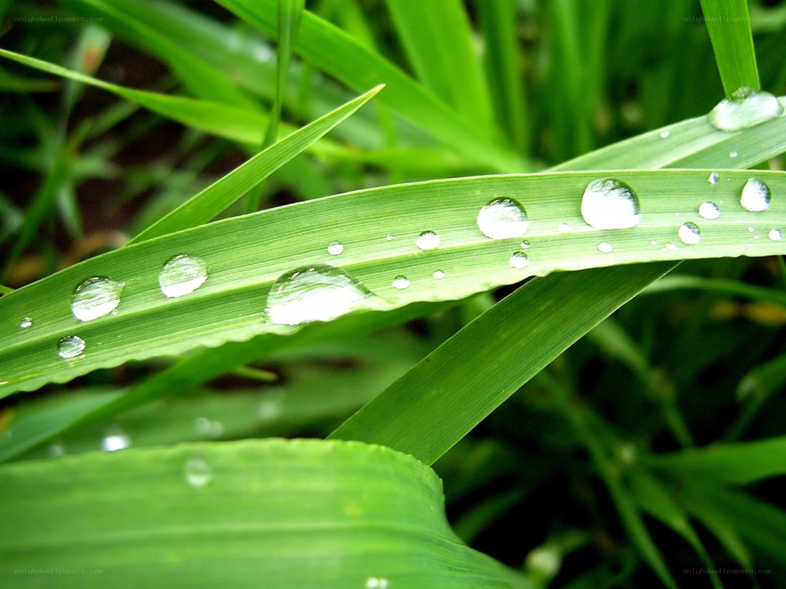 Water droplets on green grass