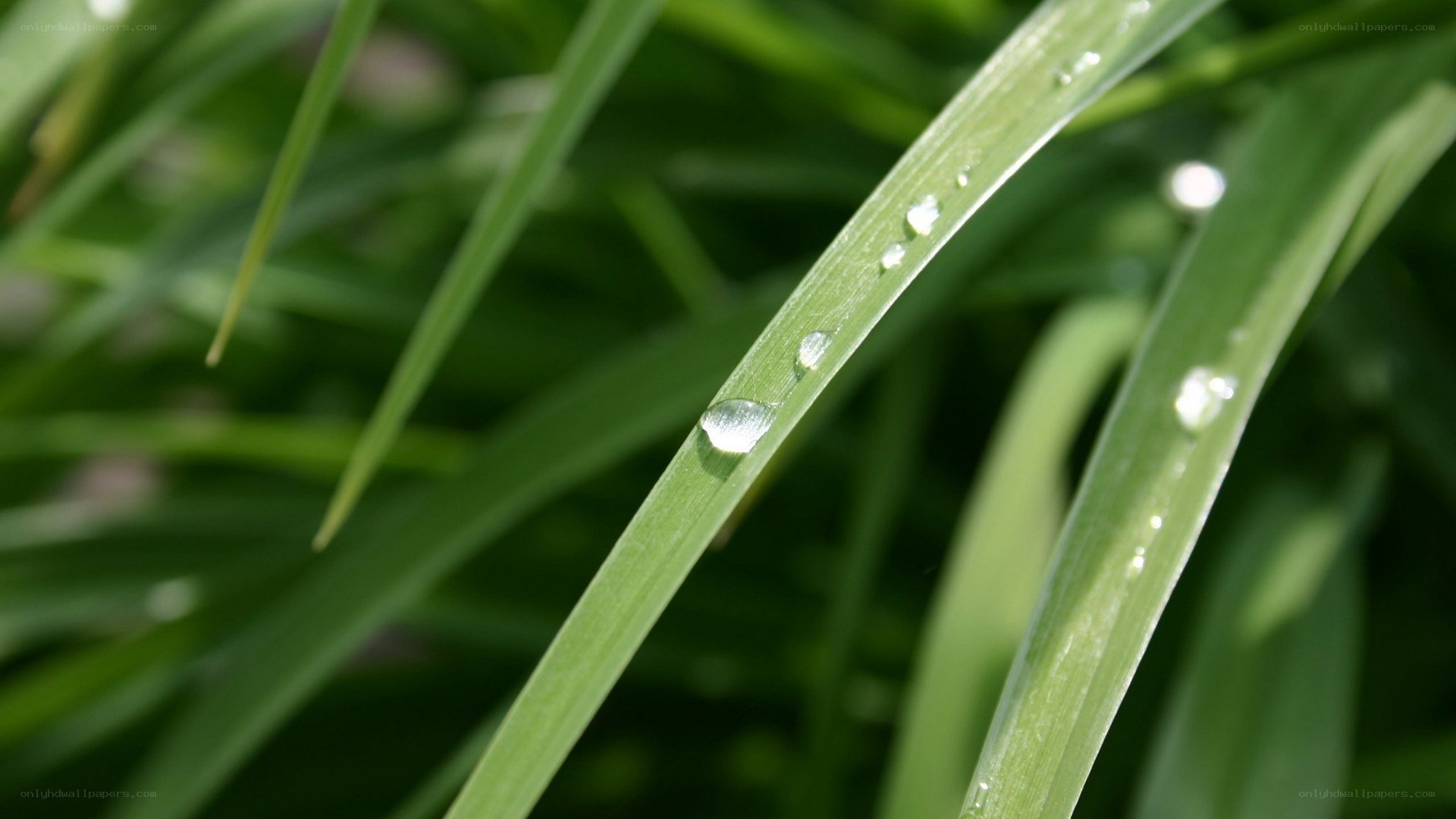 Water droplets on green grass