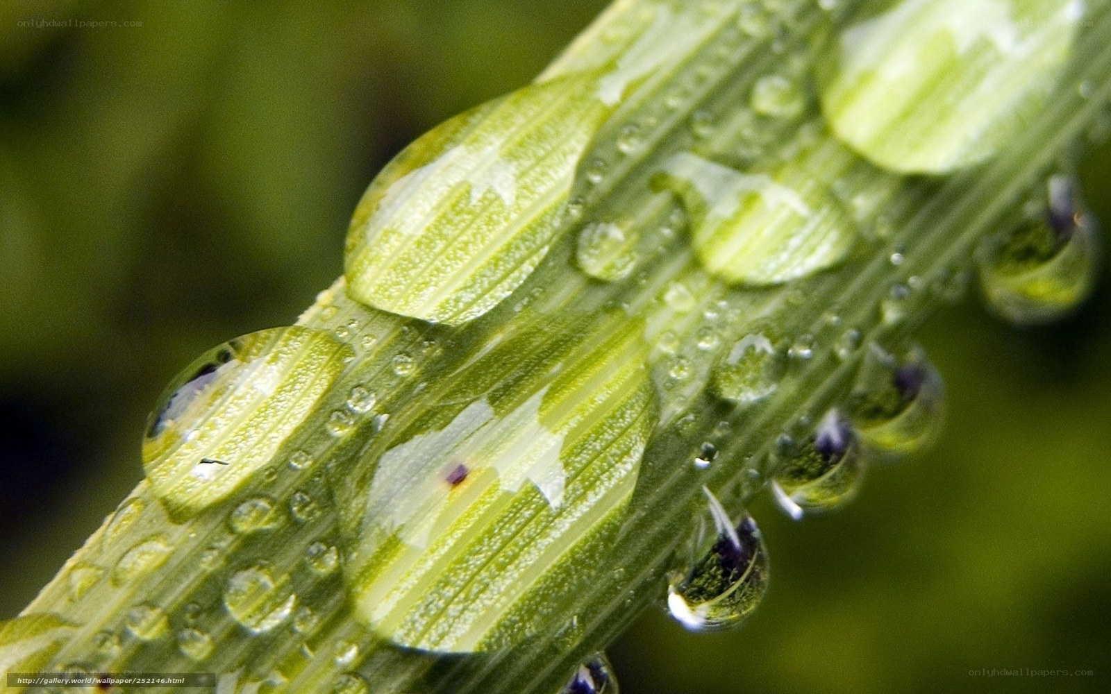 Water droplets on green leaf
