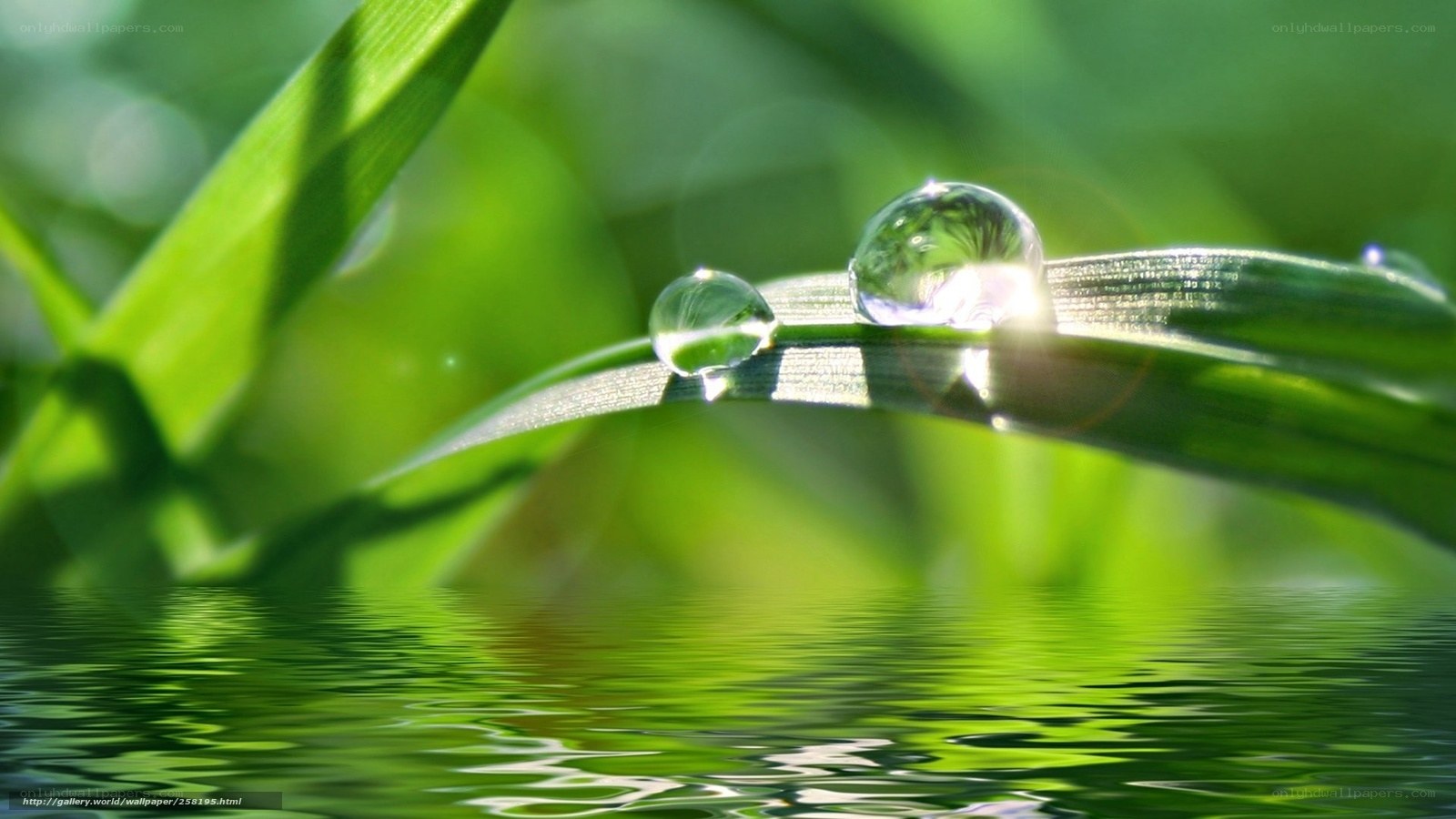Water droplets on green leaf