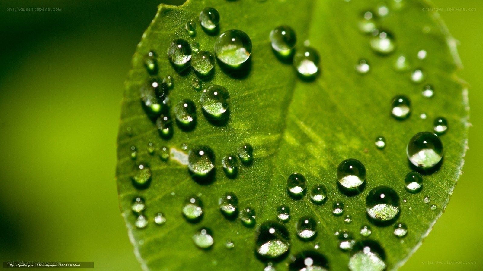 Water droplets on green leaf