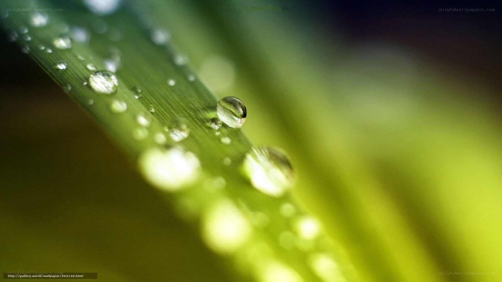 Water droplets on green leaf
