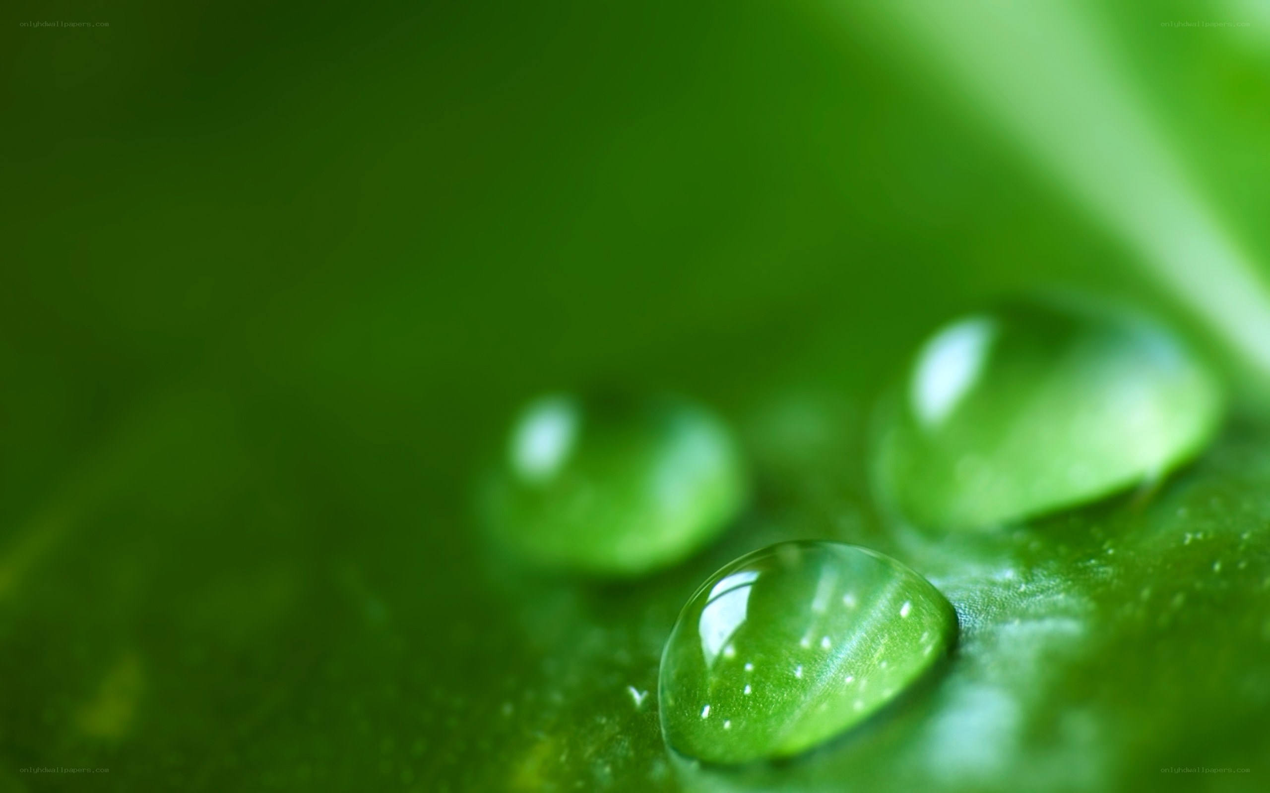 Water droplets on green leaf