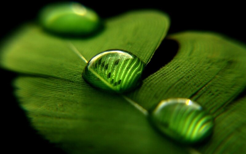 Water droplets on green leaf