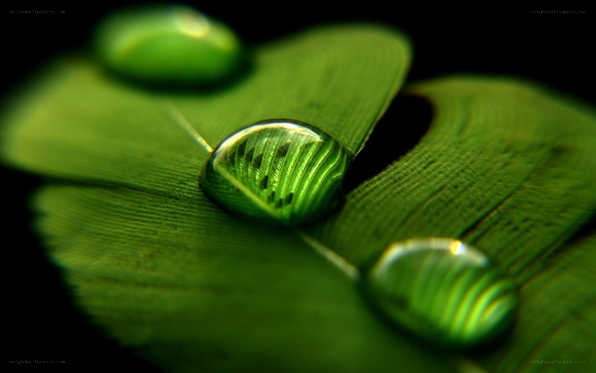 Water droplets on green leaf