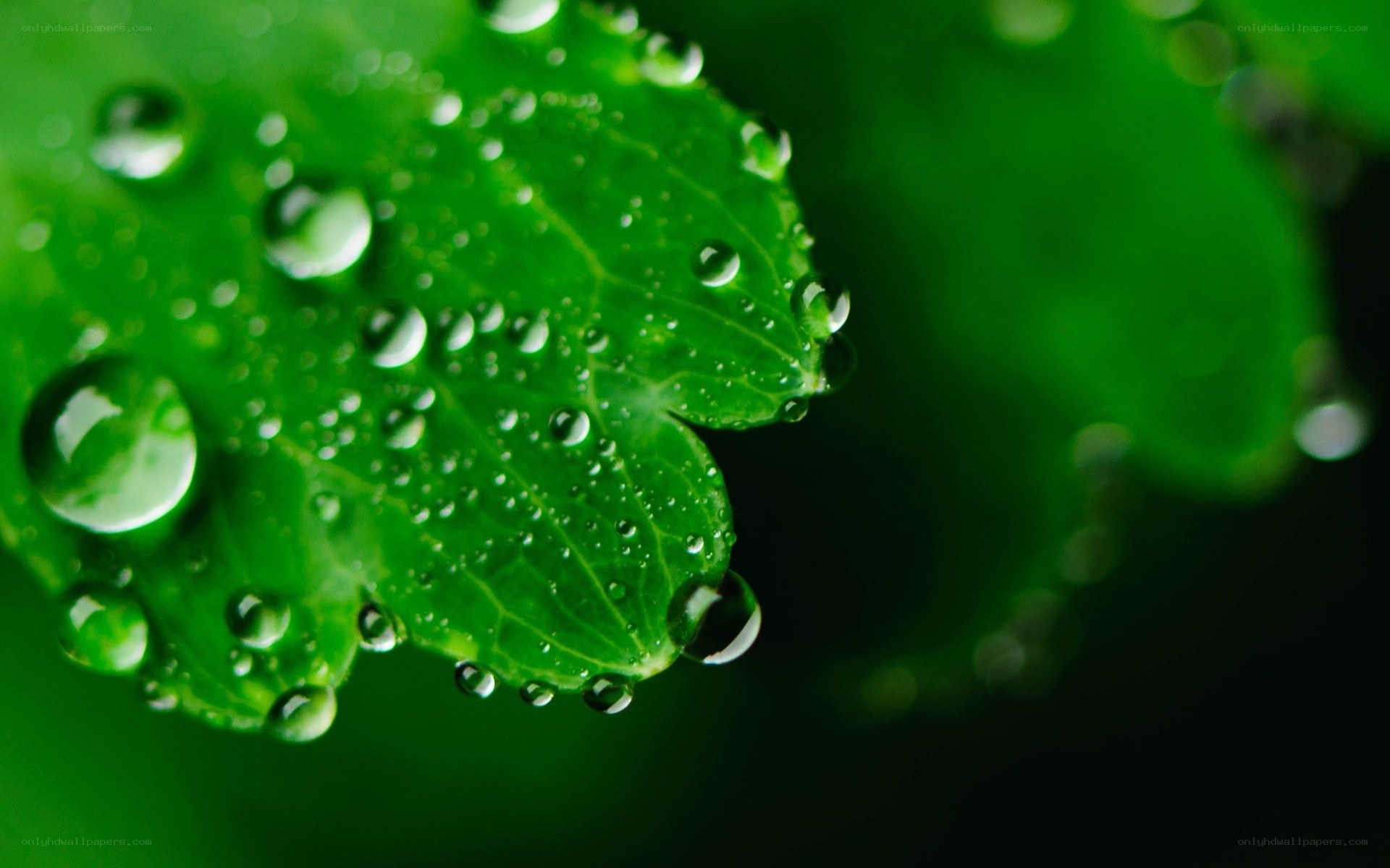 Water droplets on green leaf