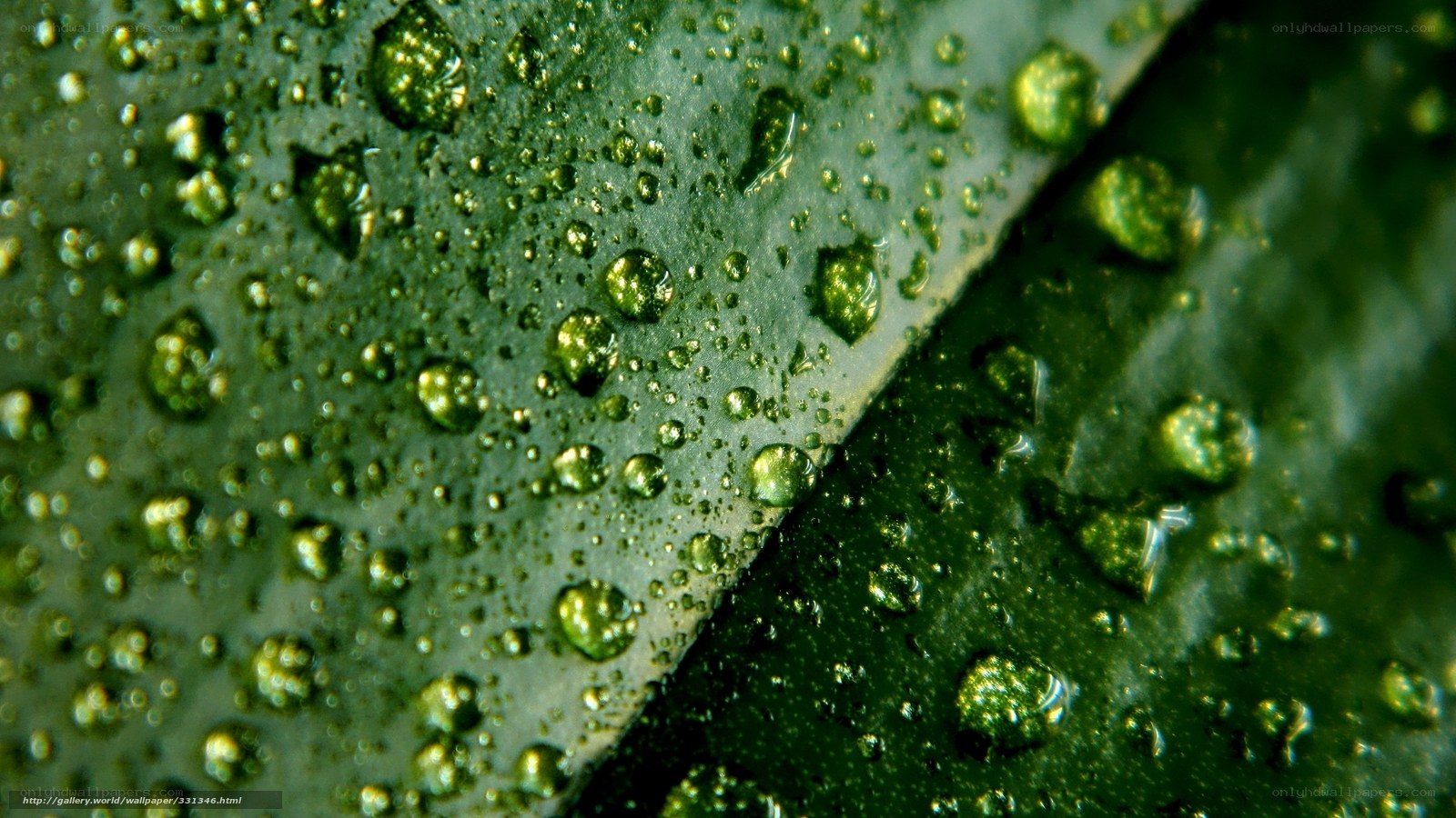 Water droplets on green leaf