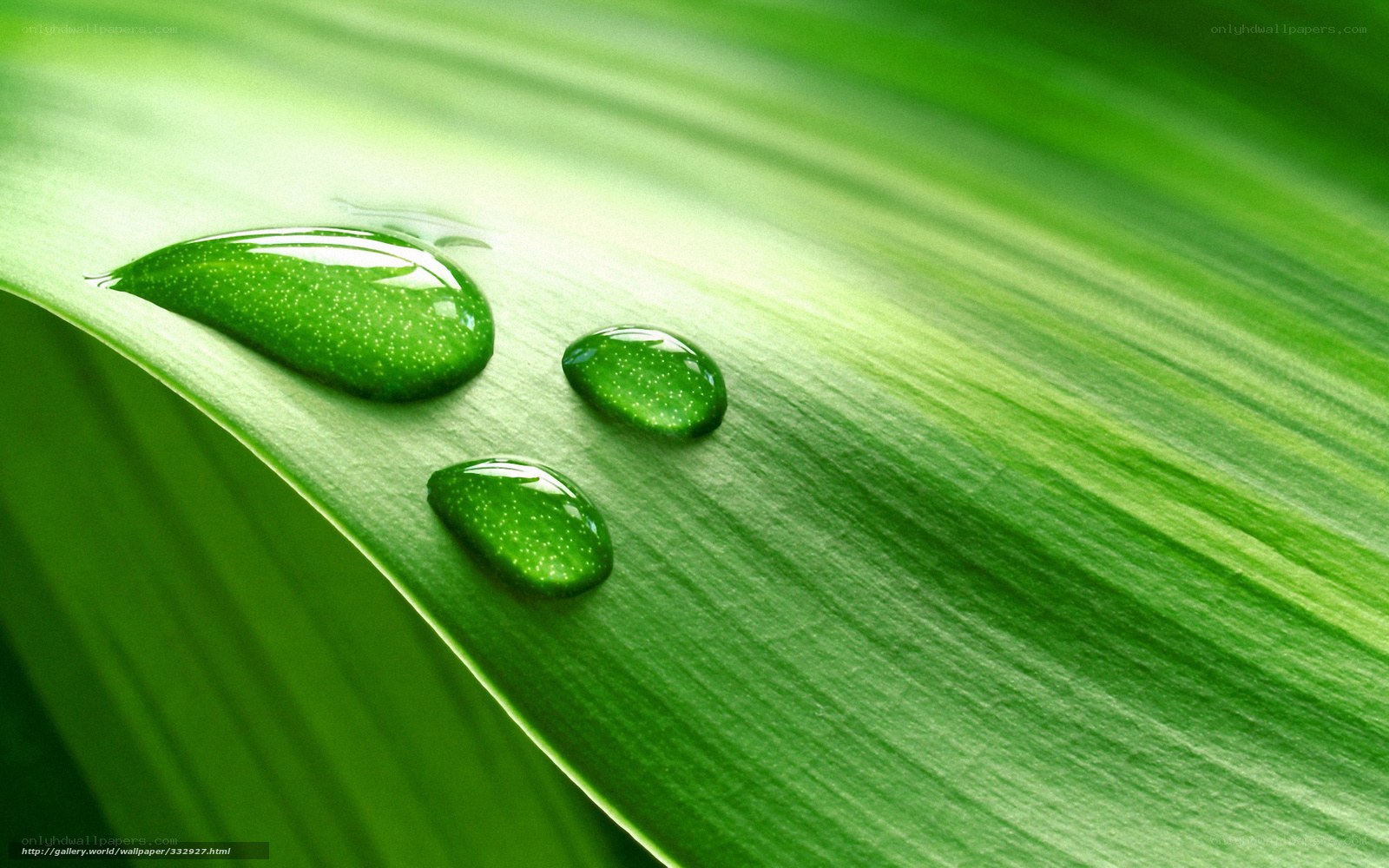 Water droplets on green leaf